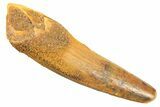 Fossil Spinosaurus Tooth - Real Dinosaur Tooth #297332-1